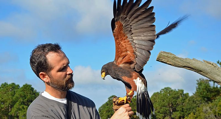 Never Stop Looking Up – The Center for Birds of Prey