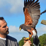 Never Stop Looking Up – The Center for Birds of Prey