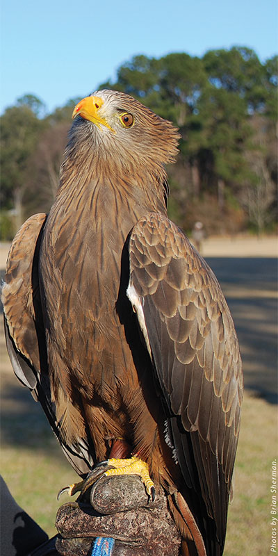 The Center for Birds of Prey