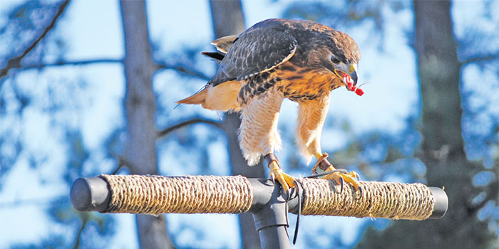 The Center for Birds of Prey